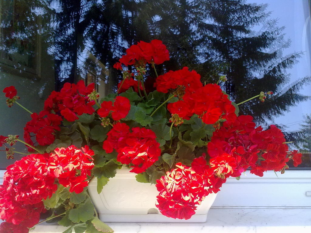 Muskatli Vendeghaz Bed & Breakfast Hévíz Dış mekan fotoğraf
